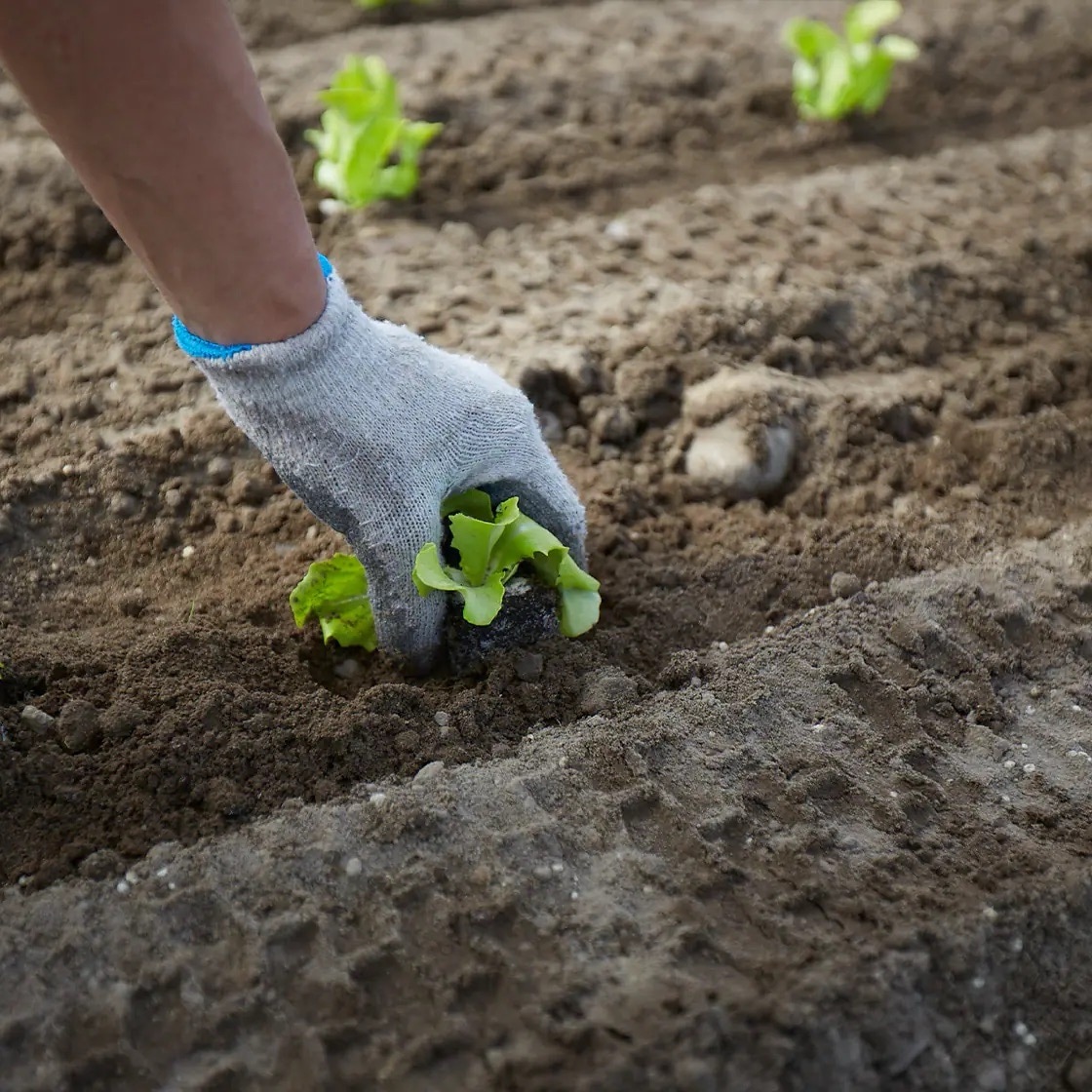 Eine mit einem Handschuh bekleidete Hand greift eine Salatpflanze, die im Feldboden steckt.