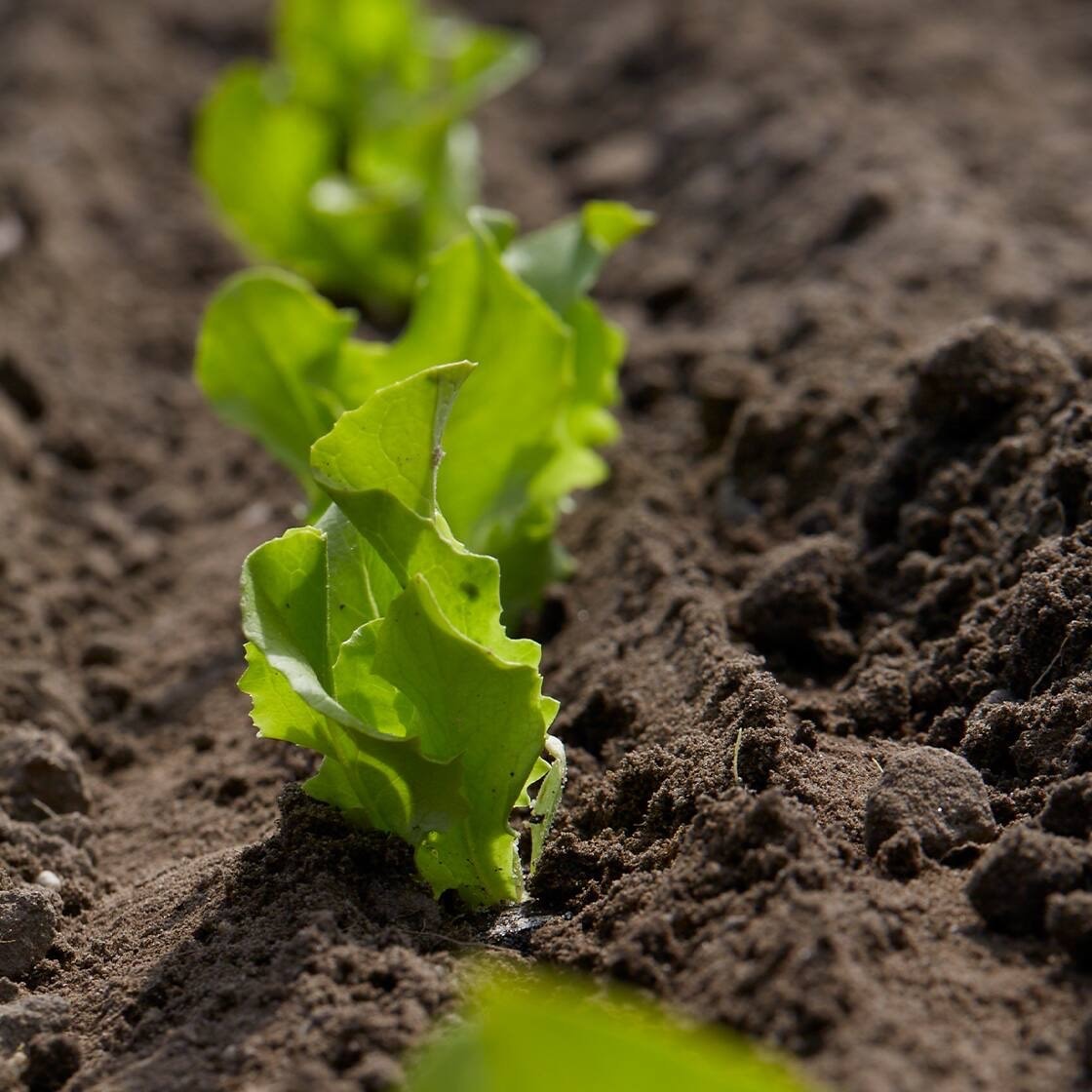 Nahaufnahme einer Salatpflanze.