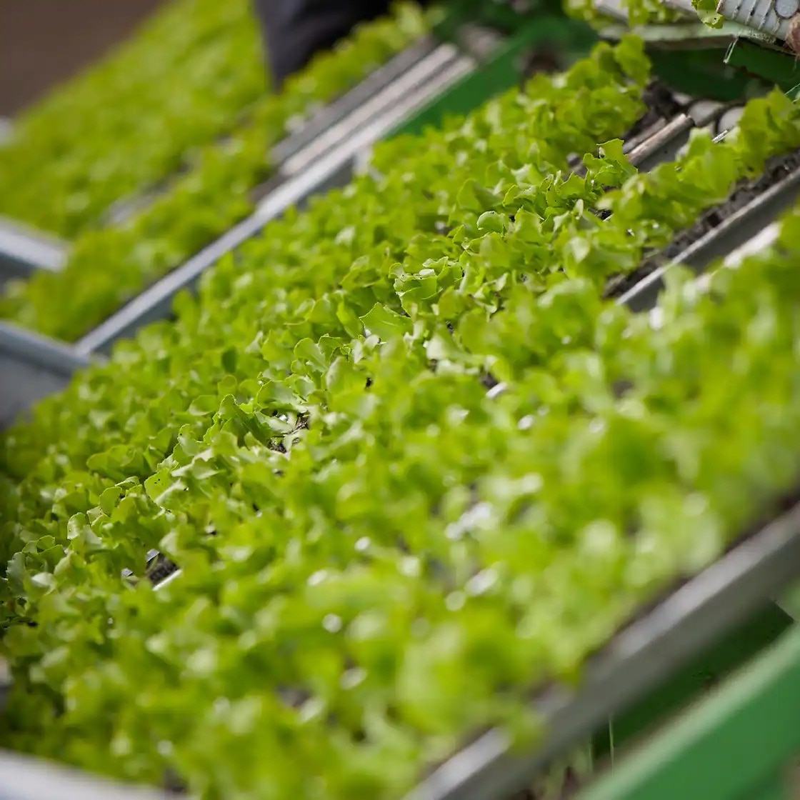 Nahaufnahme von grünen Salatpflanzen in Behältern.