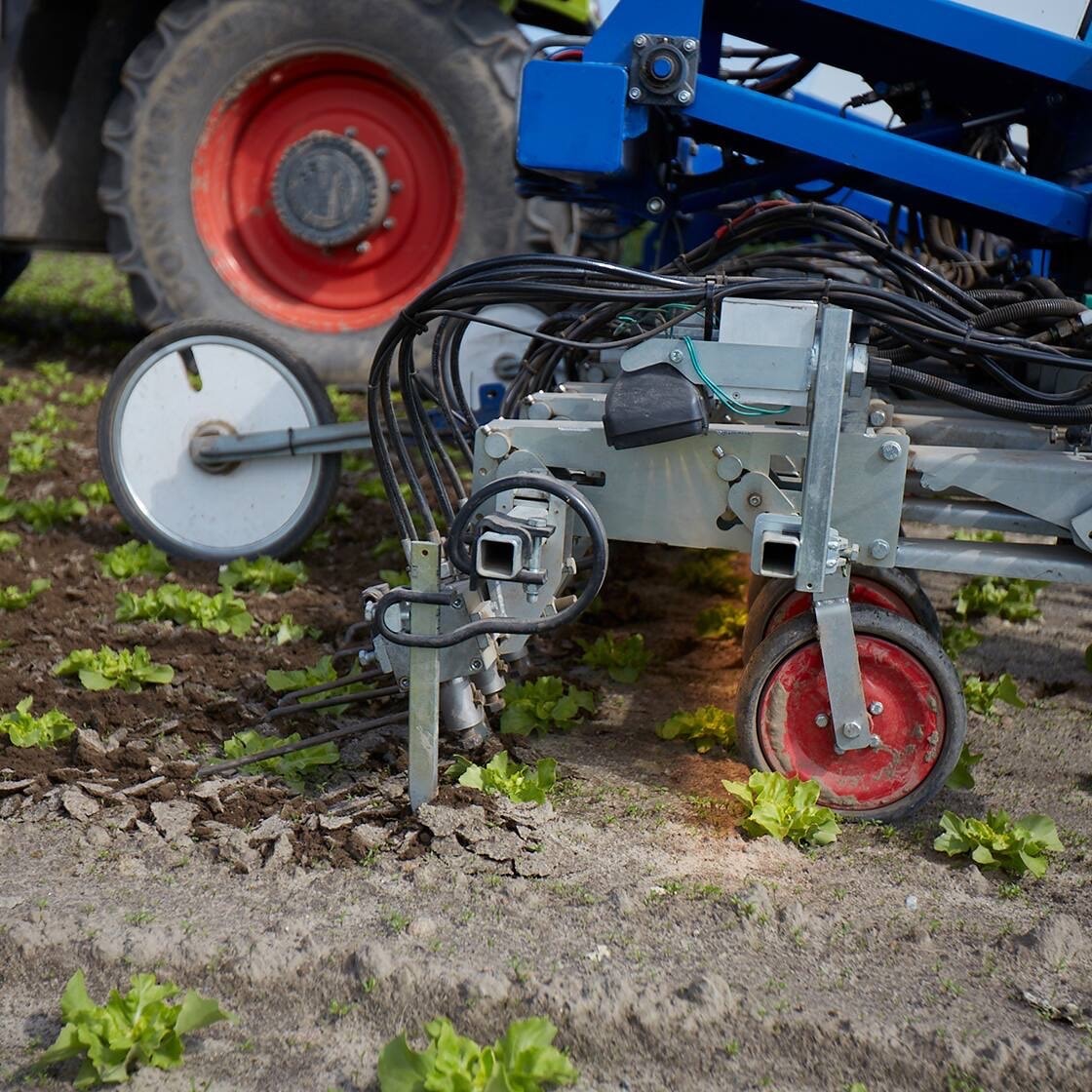 Ein Reihenhackgerät lockert die Erde direkt neben den Salatpflanzen.