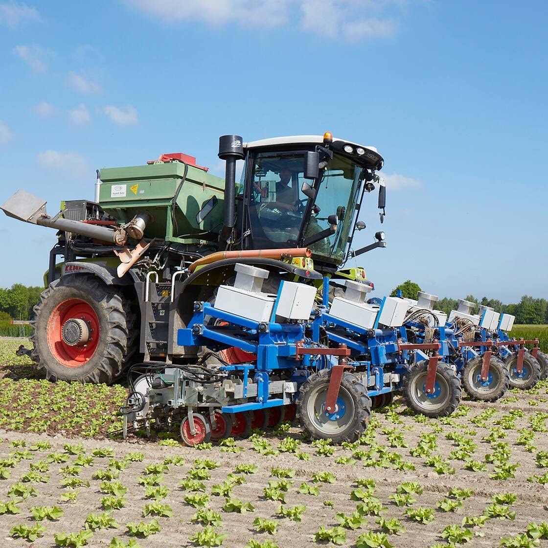 Blaues Reihenhackgerät auf einem Feld mit Salatpflanzen.