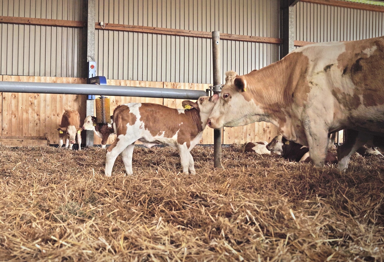 Eine Kuh mit fünf kleinen Kälbern im Stall.