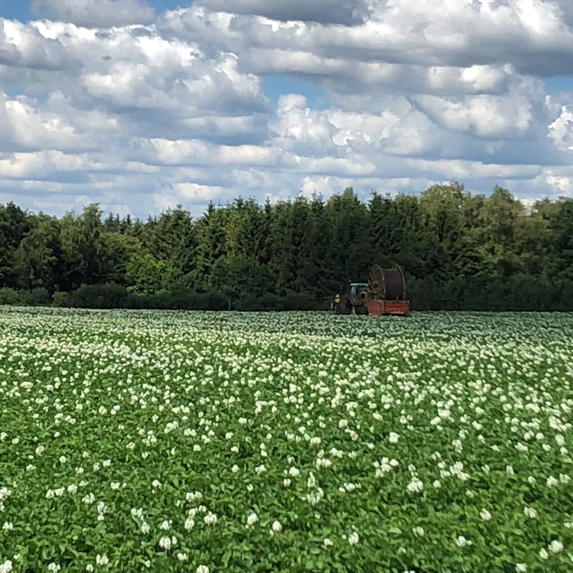 Grünes Feld mit weißen Blüten. Im Hintergrund ein Traktor vor hohen Bäumen.