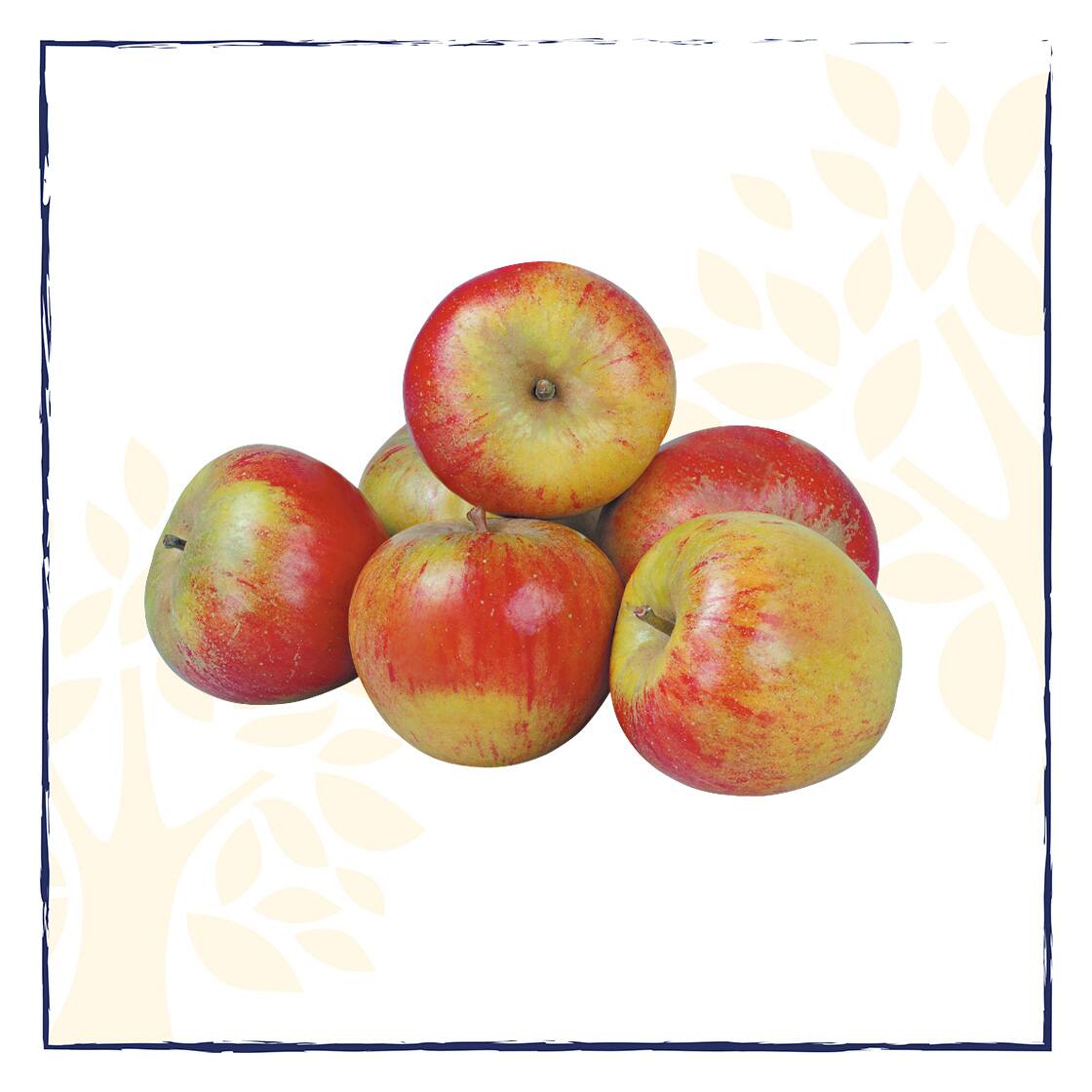 Sechs rot-gelbe Äpfel.