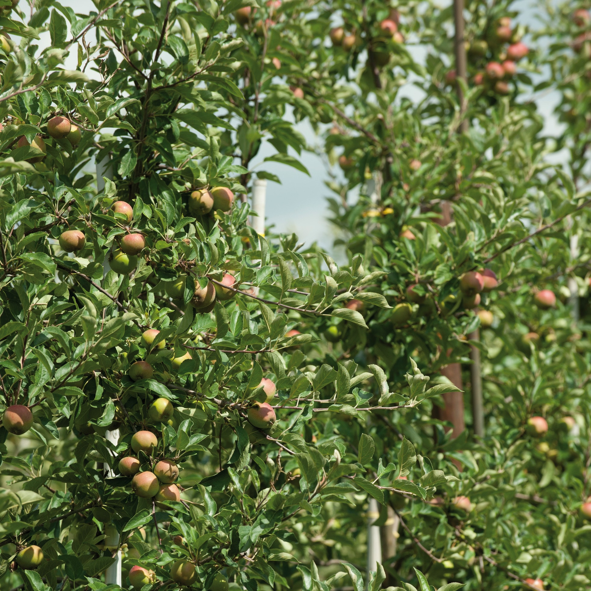 Grüne Apfelbäume mit rötlichen Früchten.