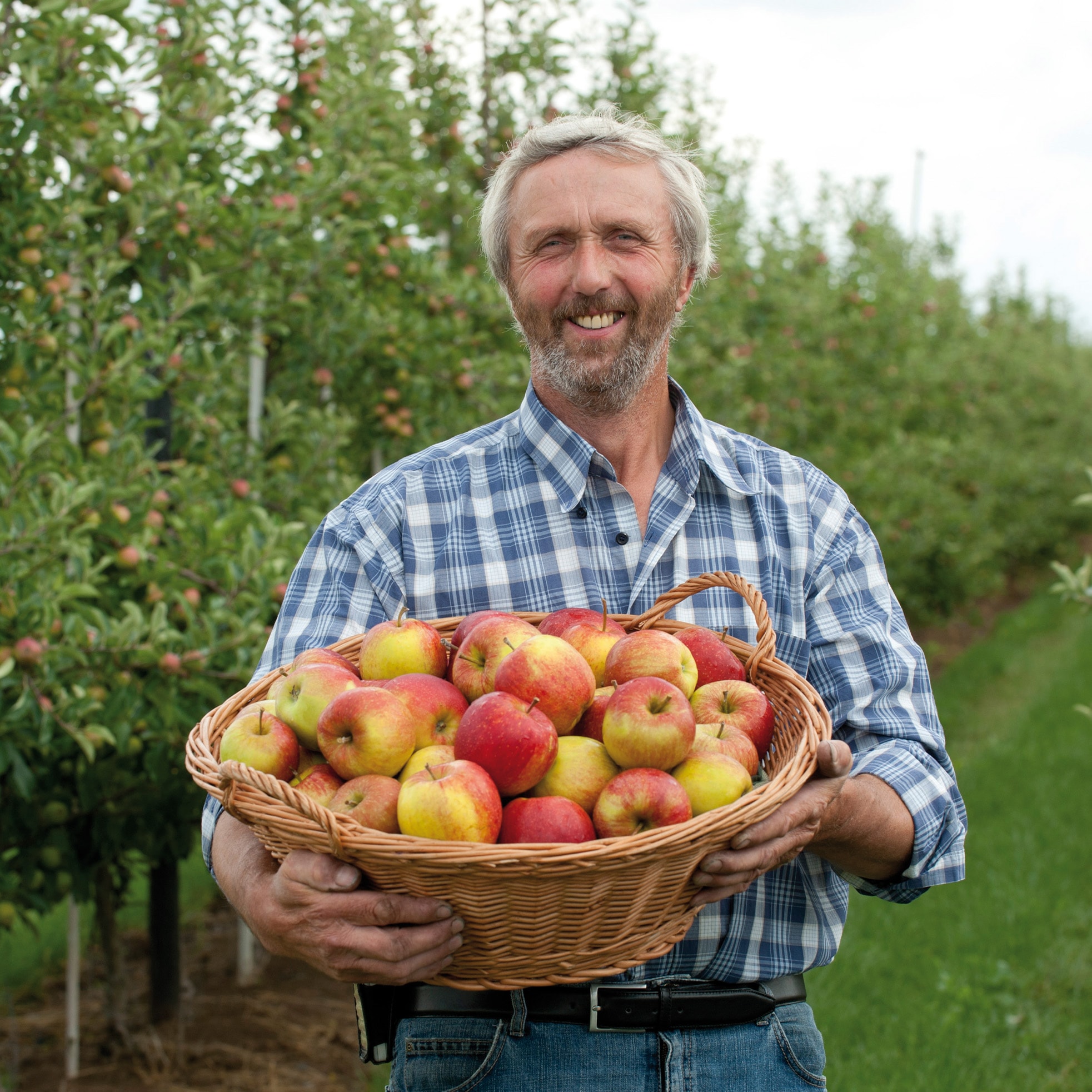Ein Mann mit grauem Haar und Bart hält einen Korb mit Äpfeln mit beiden Händen vor sich. Er trägt ein blau-weiß kariertes Hemd.