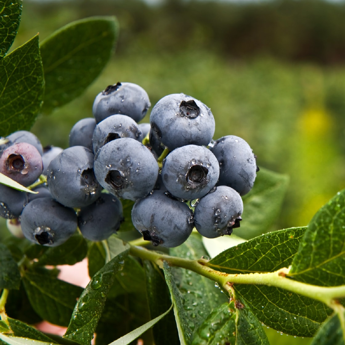 Blaubeeren an einem grünen Strauch.