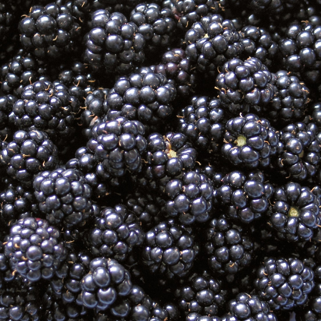 Dunkelblaue Brombeeren.
