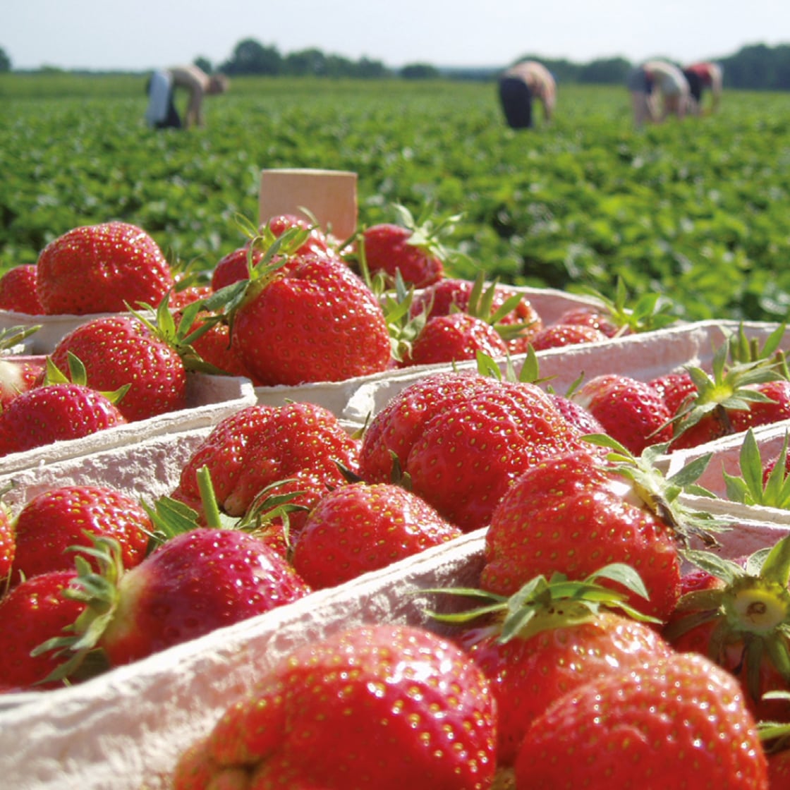 Einige Packungen Erdbeeren, im Hintergrund ein Feld mit Arbeitern.