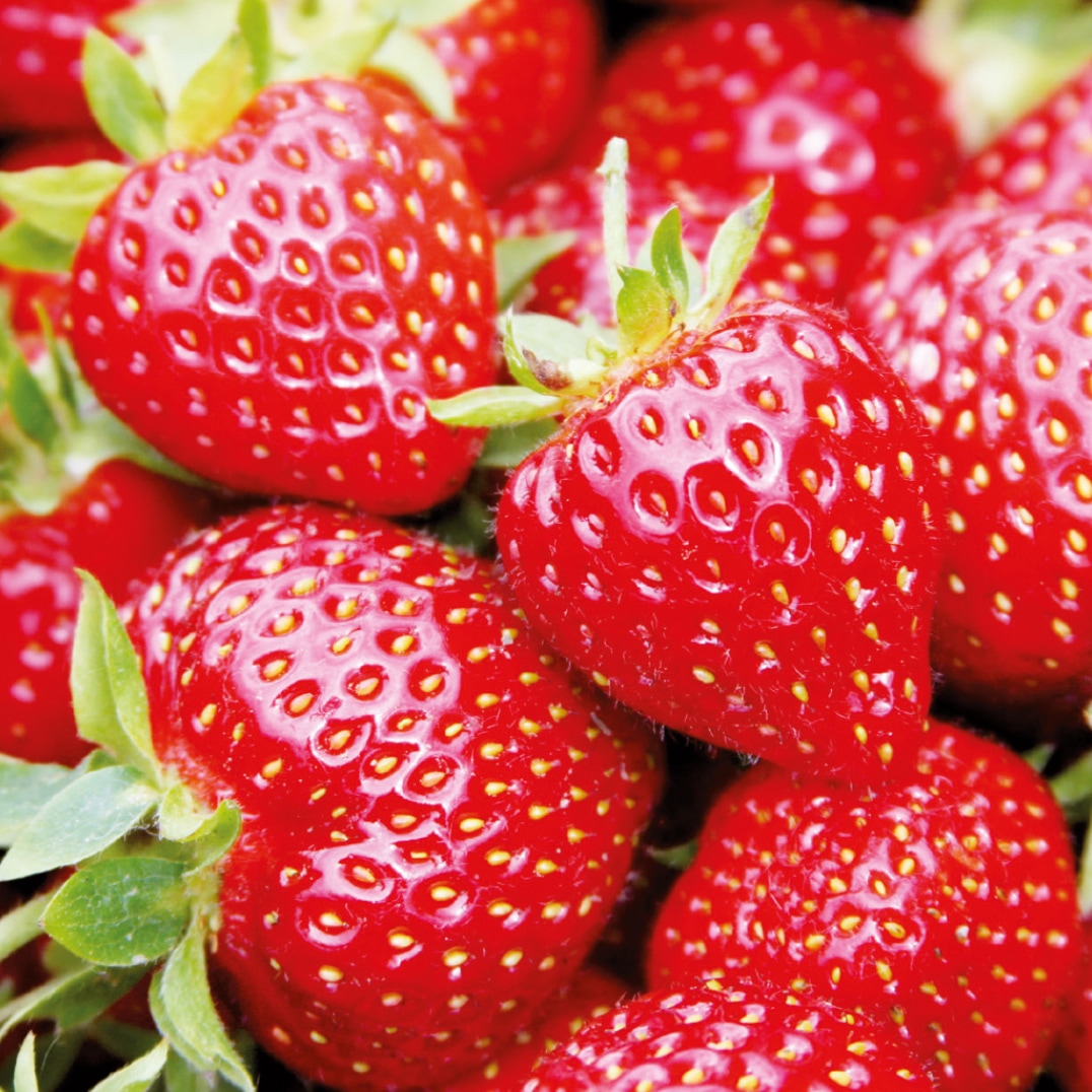 Glänzend rote Erdbeeren mit grünen Blättern.