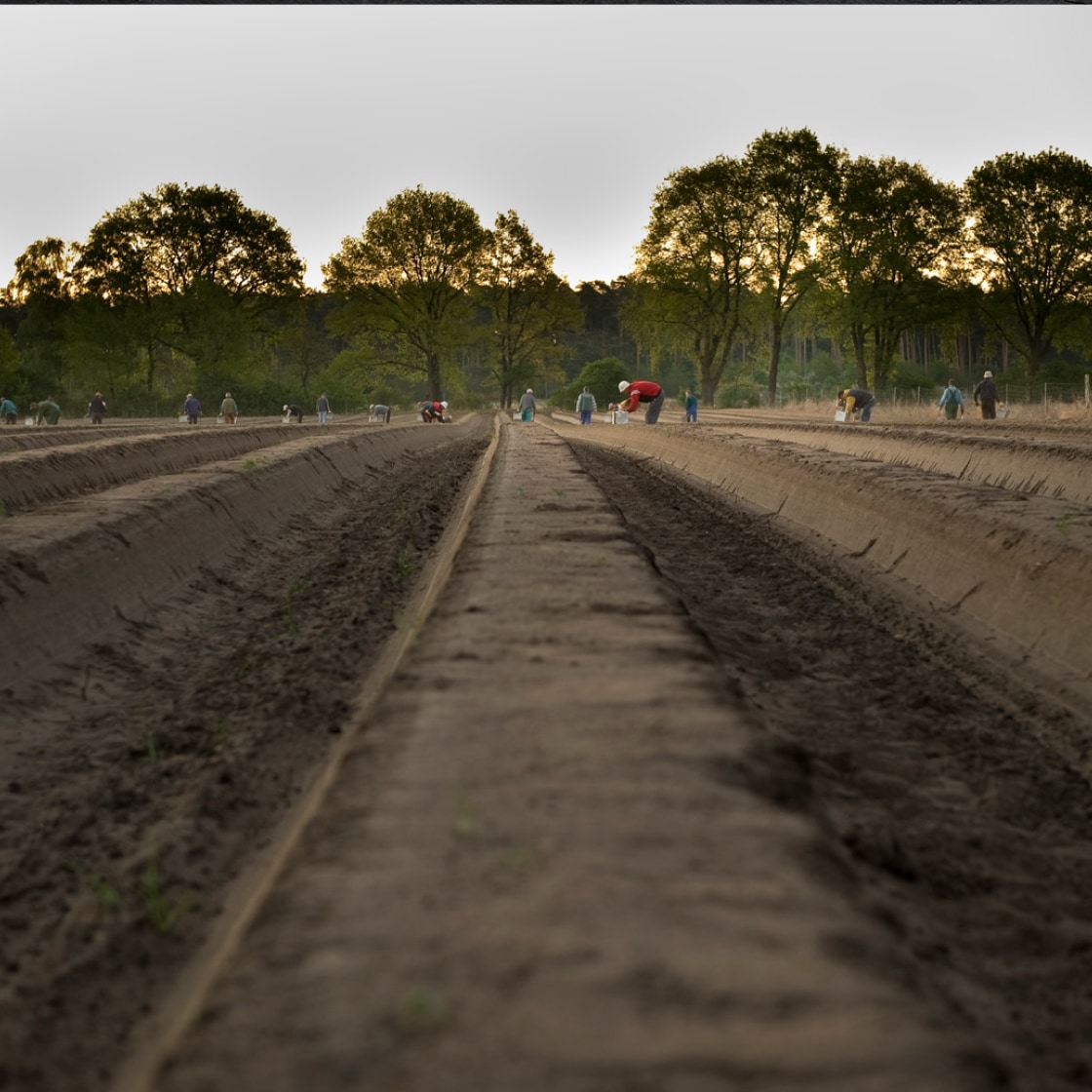Braunes Feld mit erdigen Reihen und Arbeitern.