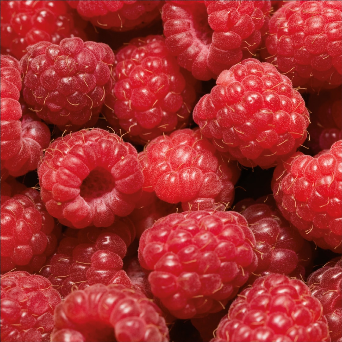 Nahaufnahme roter Himbeeren.