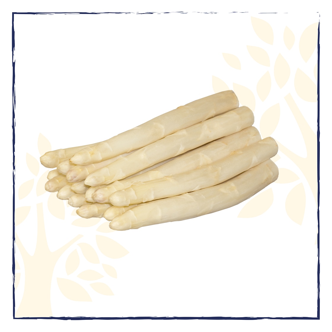 Ein Bund weißer Spargel.