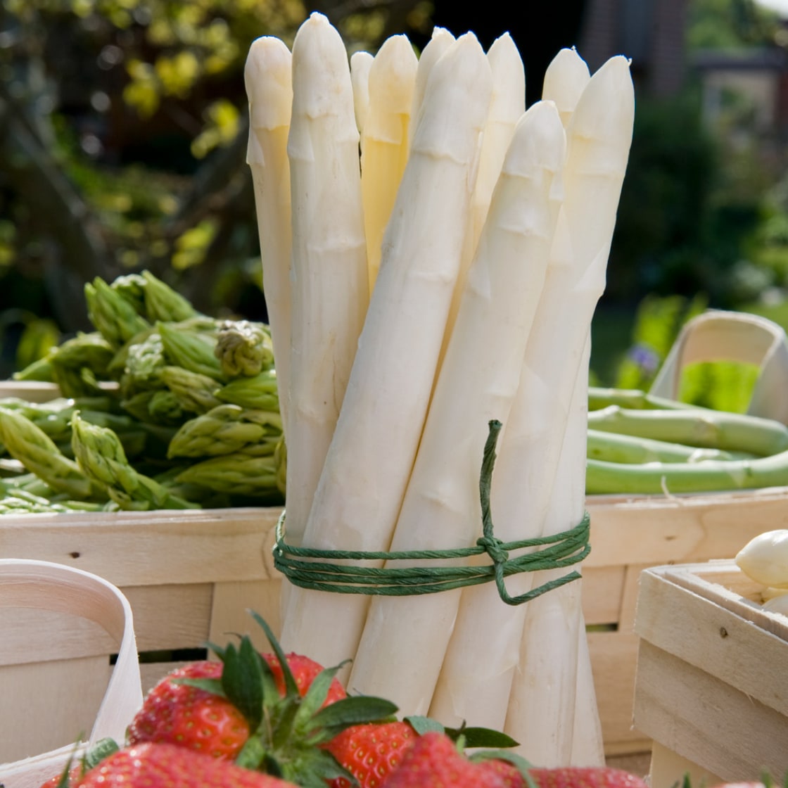 Ein Bund weißer Spargel aufrecht stehend.