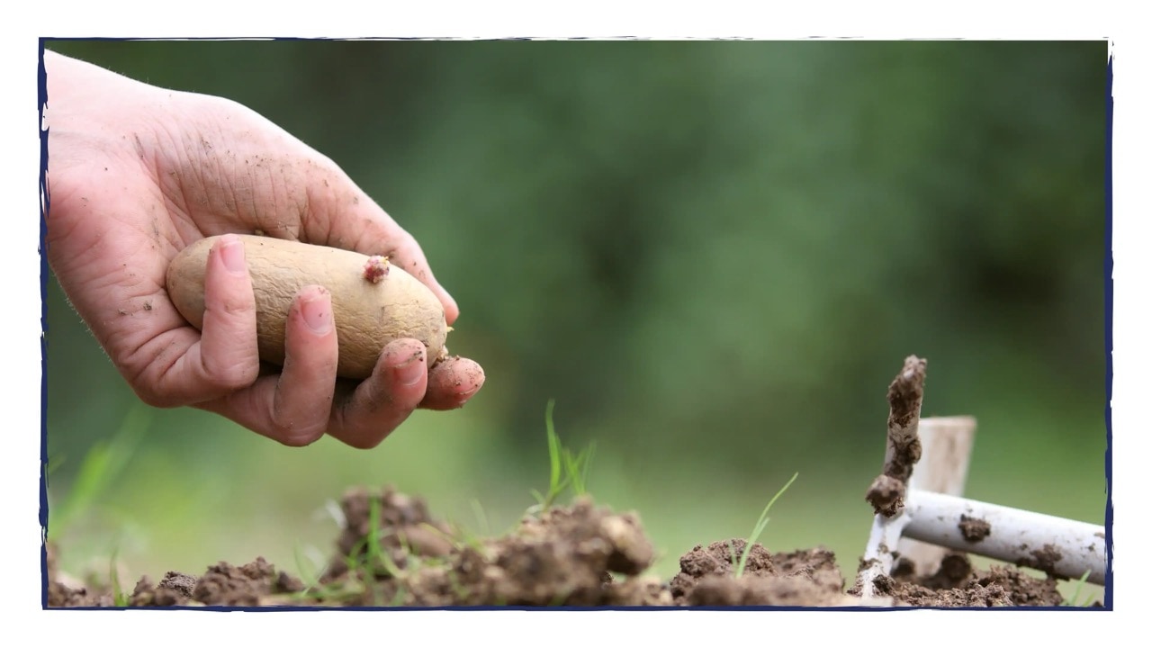 Eine Hand hält eine Kartoffel über einem erdigen Boden.