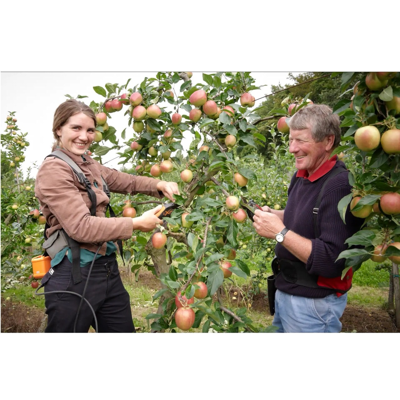 Eine Frau und ein Mann stehen an einem kleinen Apfelbaum. Sie halten Astscheren in der Hand.