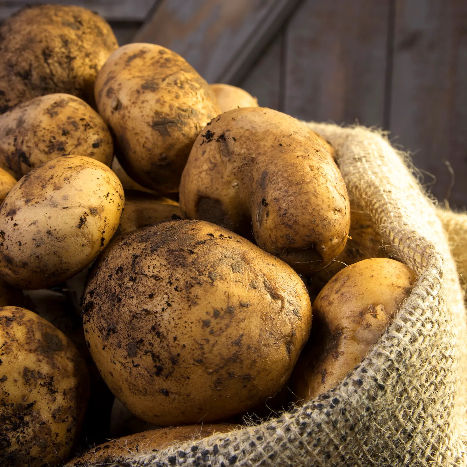 Ein offener Sack Kartoffeln, die noch Erde auf der Schale haben.