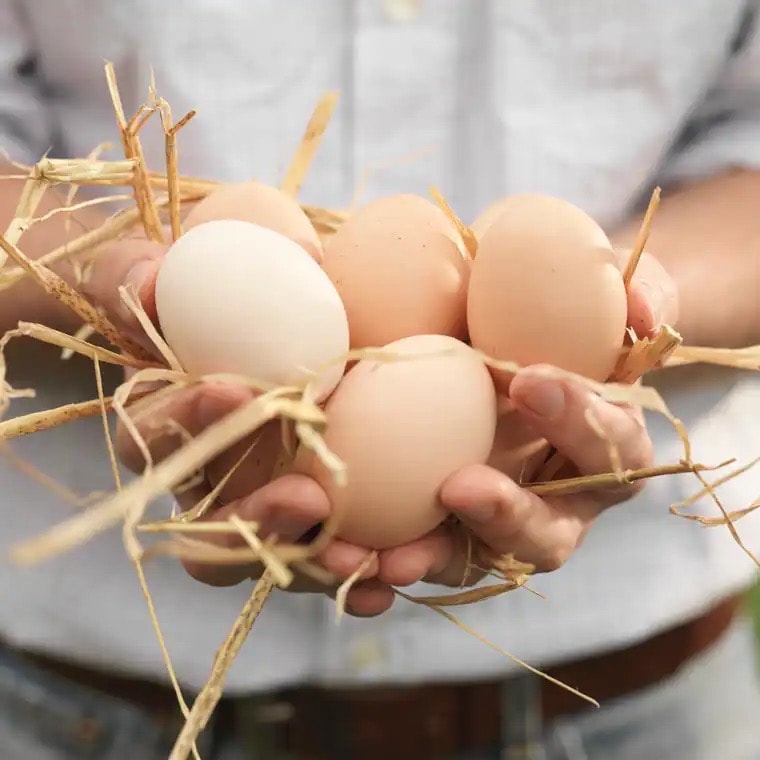 Zwei Hände halten sechs Eier und etwas Stroh.