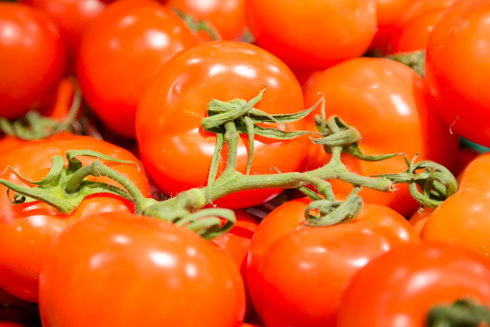 Nahaufnahme von roten Tomaten.