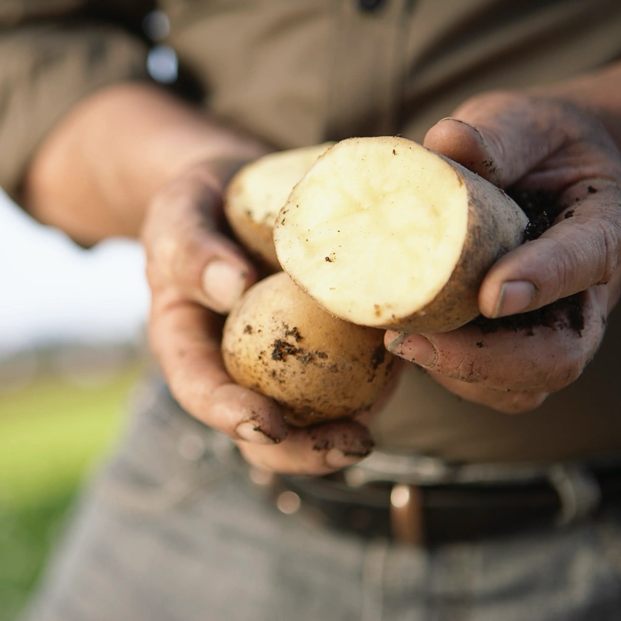 Zwei Hände halten eine große aufgeschnittene Kartoffel mit Erde an der Schalte.