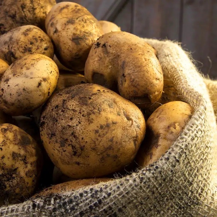 Kartoffeln mit Erde auf der Schale in einem Kartoffelsack.