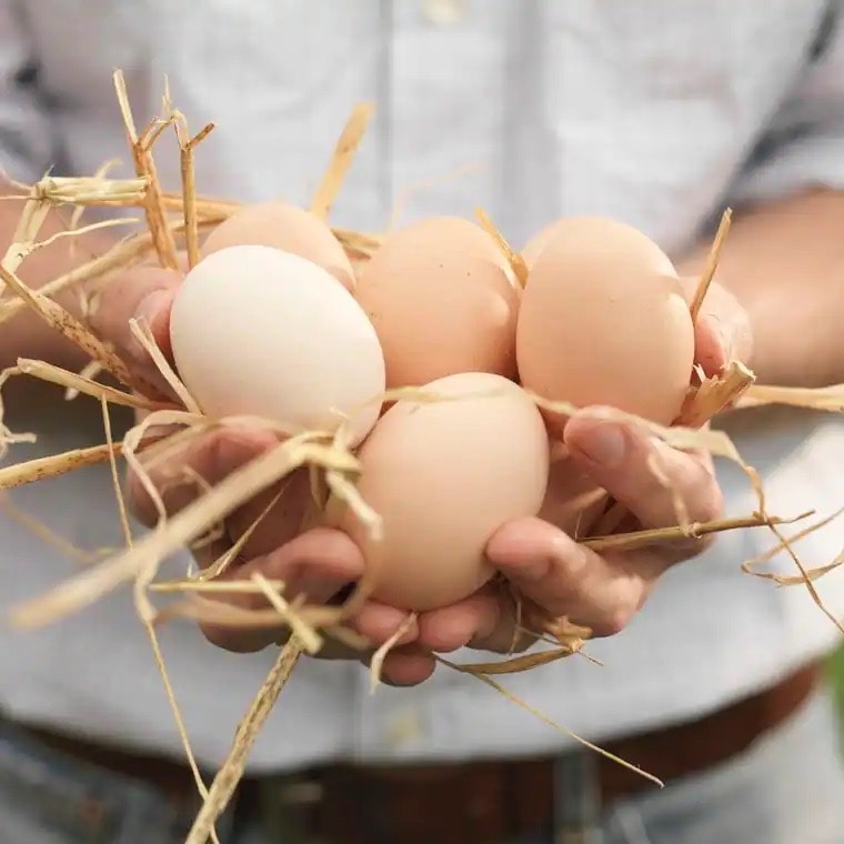 Zwei Hände halten fünf Eier.