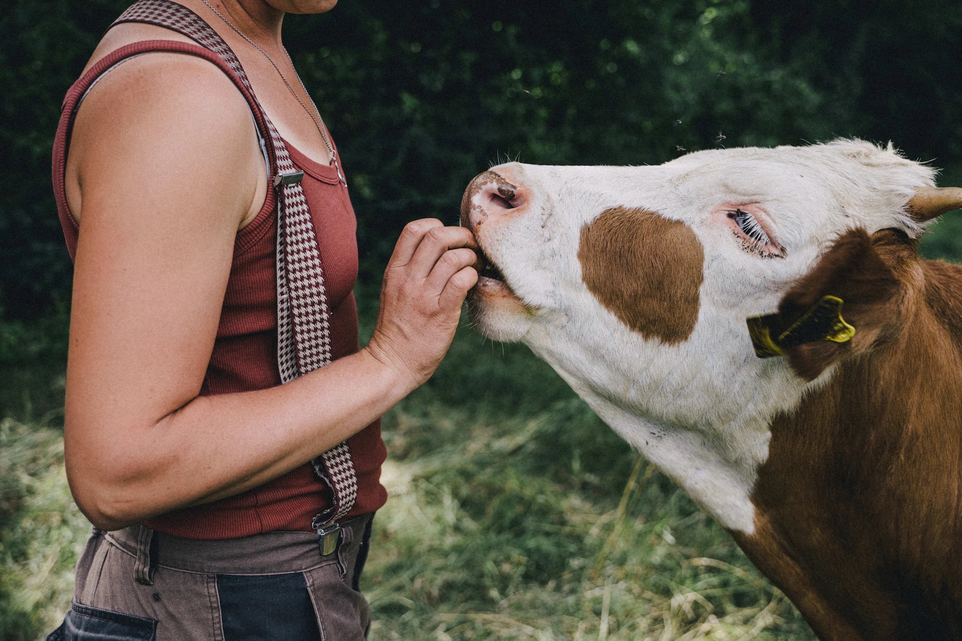 Eine Frau steckt einer braun-weißen Kuh etwas in das geöffnete Maul.