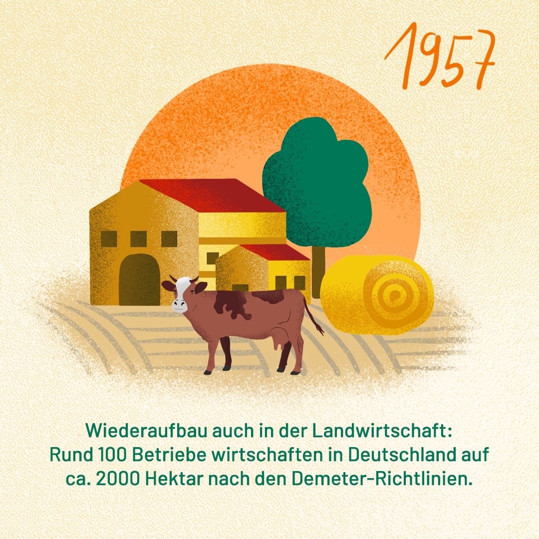 1957: Wiederaufbau auch in der Landwirtschaft: Rund 100 Betriebe wirtschaften in Deutschland auf ca. 2000 Hektar nach den Demeter-Richtlinien.