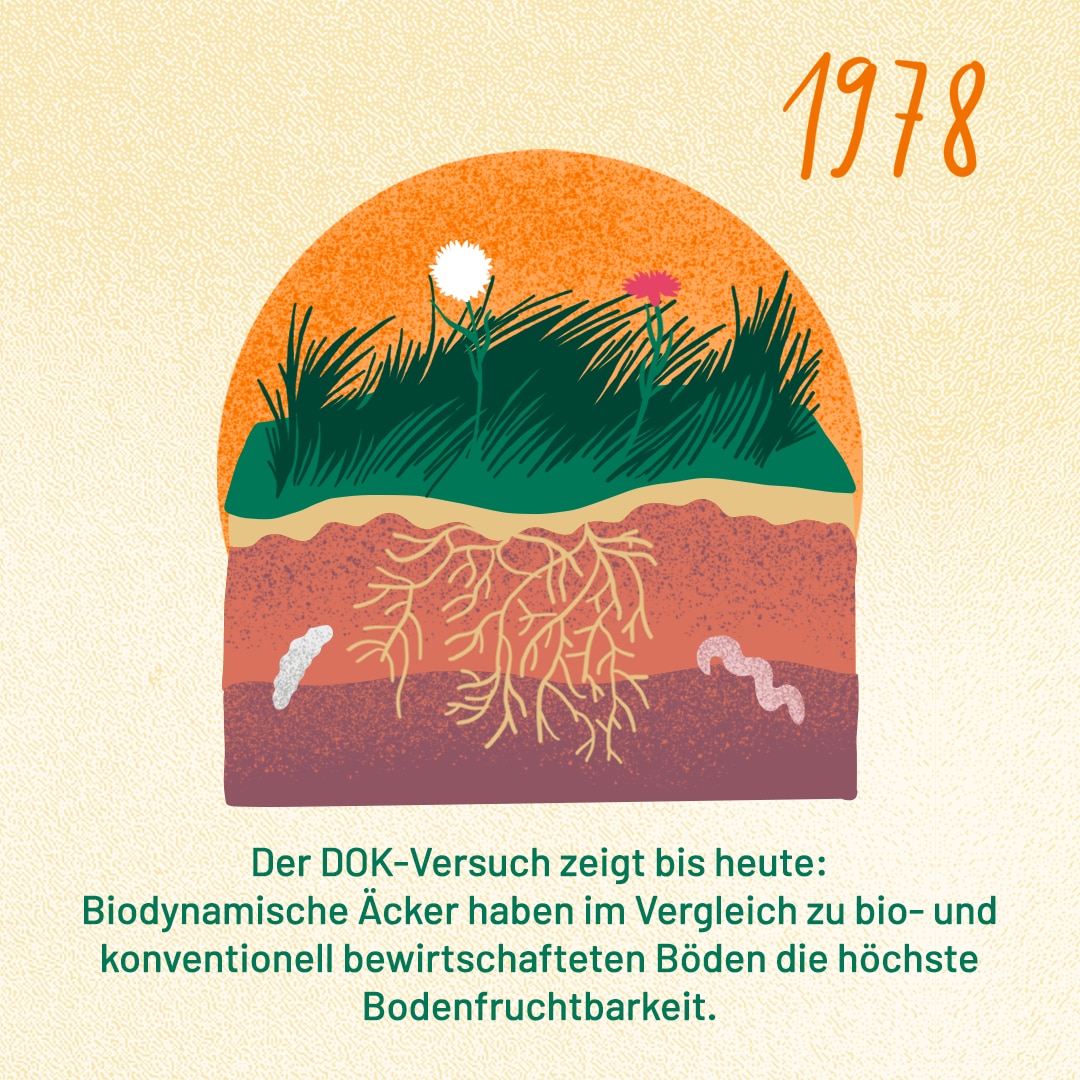 1978: Der DOK-Versuch zeigt bis heute: Biodynamische Äcker haben im Vergleich zu bio- und konventionell bewirtschafteten Böden die höchste Bodenfruchtbarkeit.