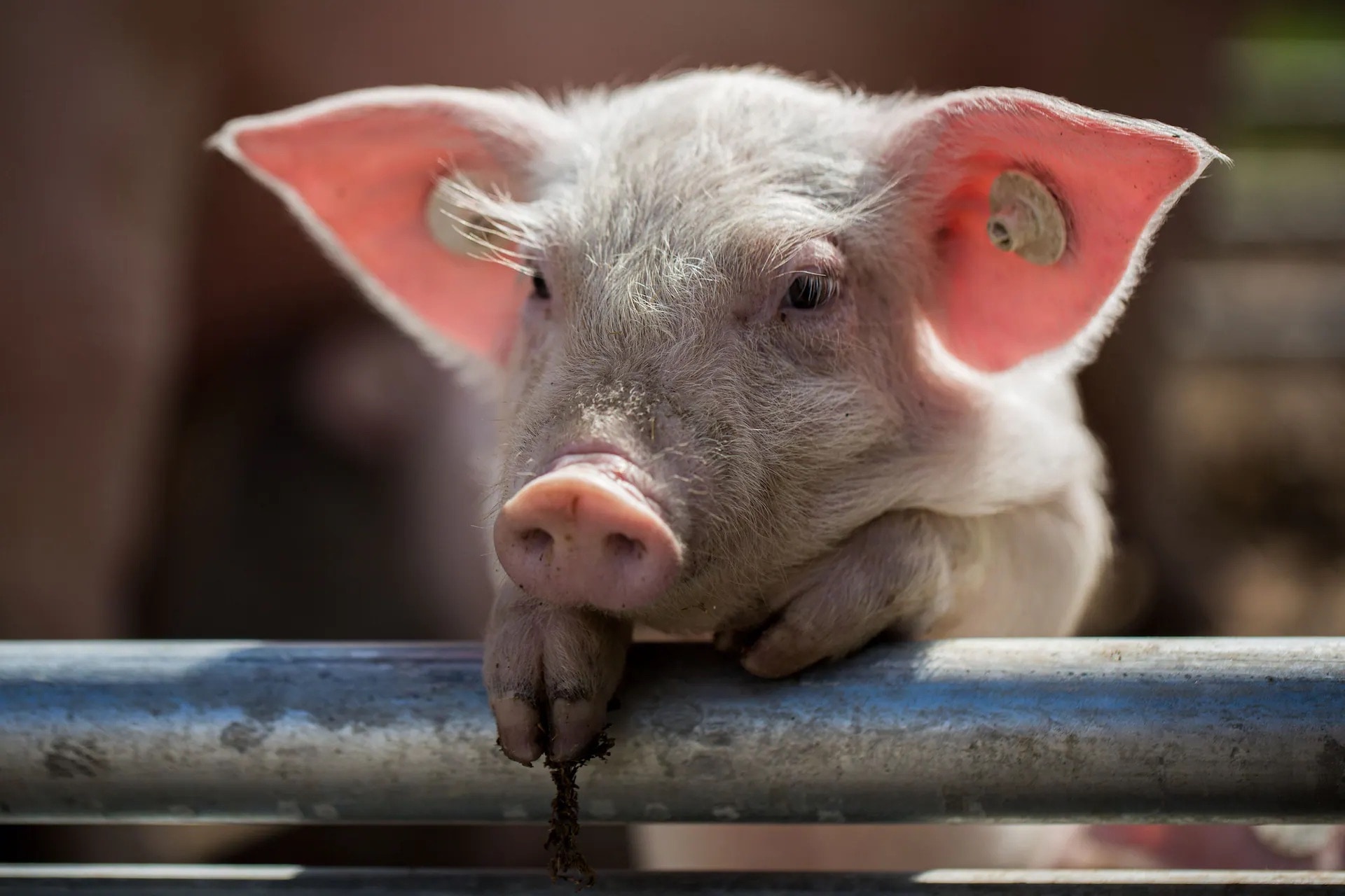 Ein junges Schwein hat seine Vorderpfoten auf ein Stahlrohr gelehnt und schaut darüber.