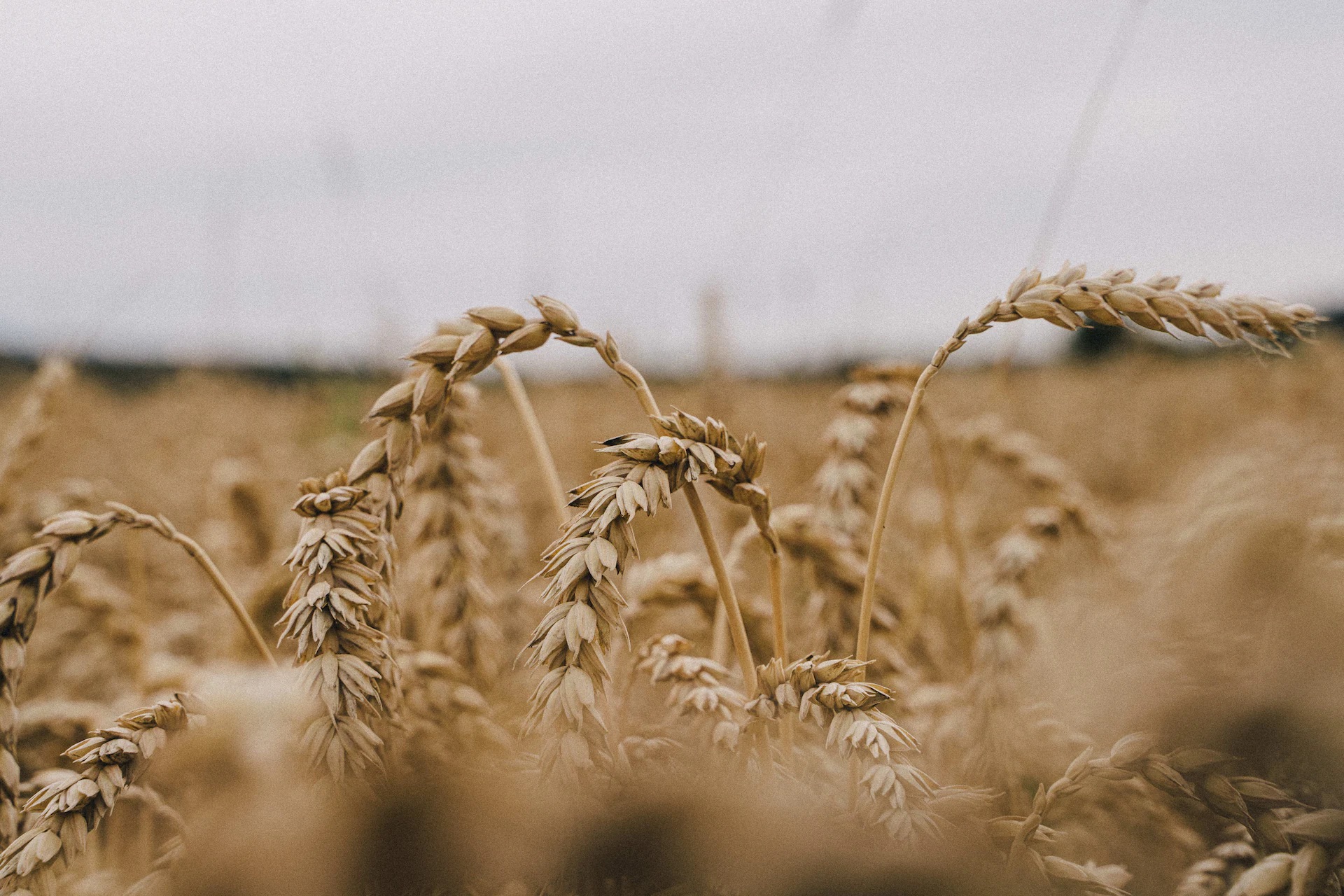 Nahaufnahme Weizenhalme mit unscharfem Hintergrund.