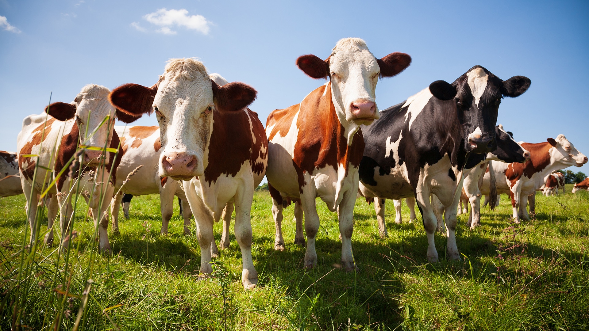 Eine Gruppe junger Kühe auf einer Wiese unter blauem Himmel.