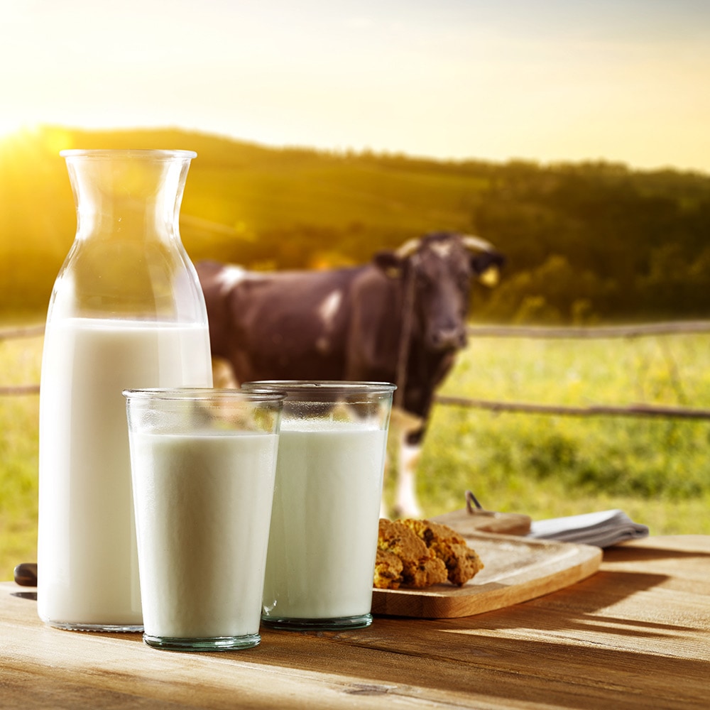 Eine Glaskanne sowie zwei Gläser mit Milch auf einem Tisch vor einer Weide, auf der eine Kuh steht.