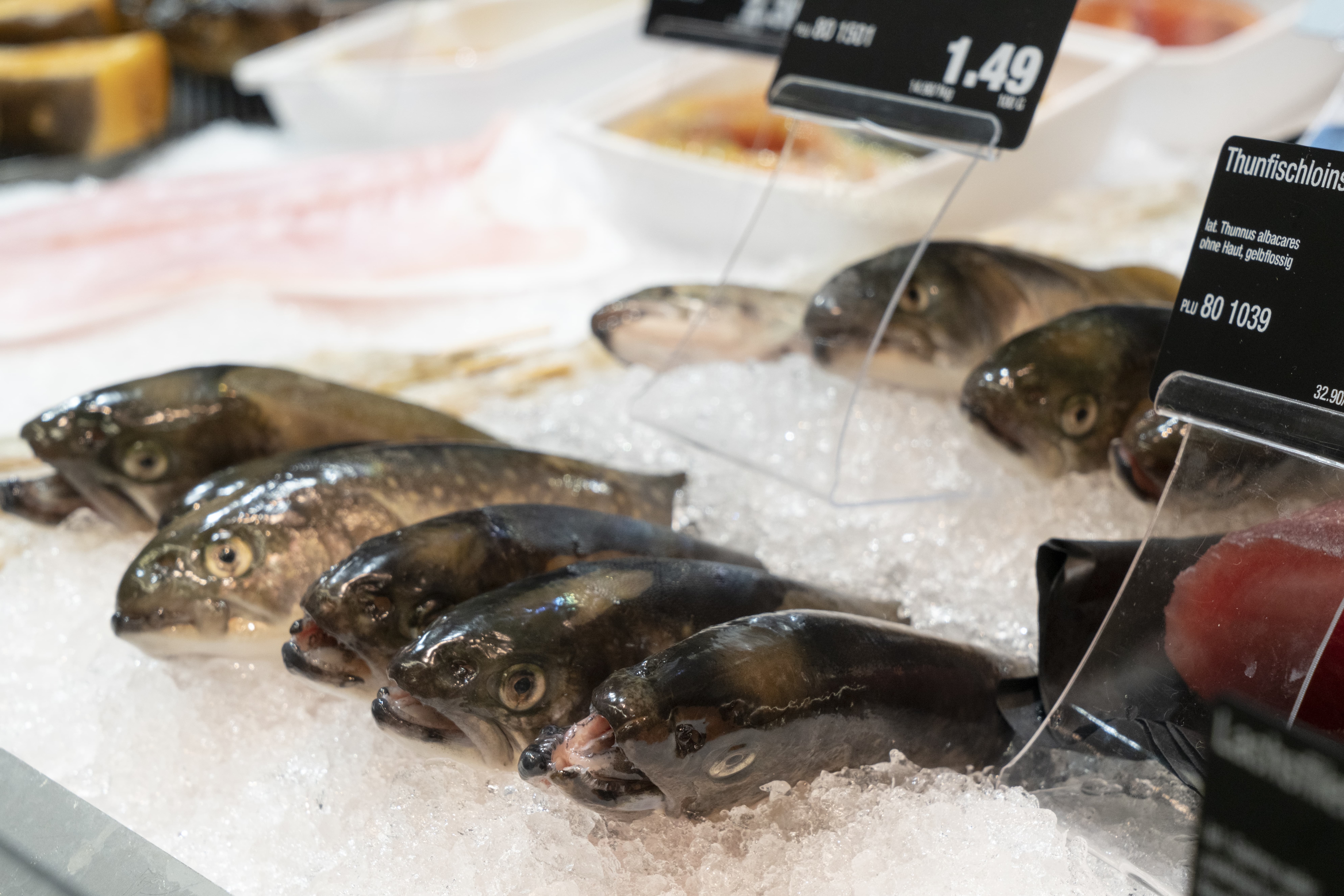 Fische in der Auslage einer Frischetheke.