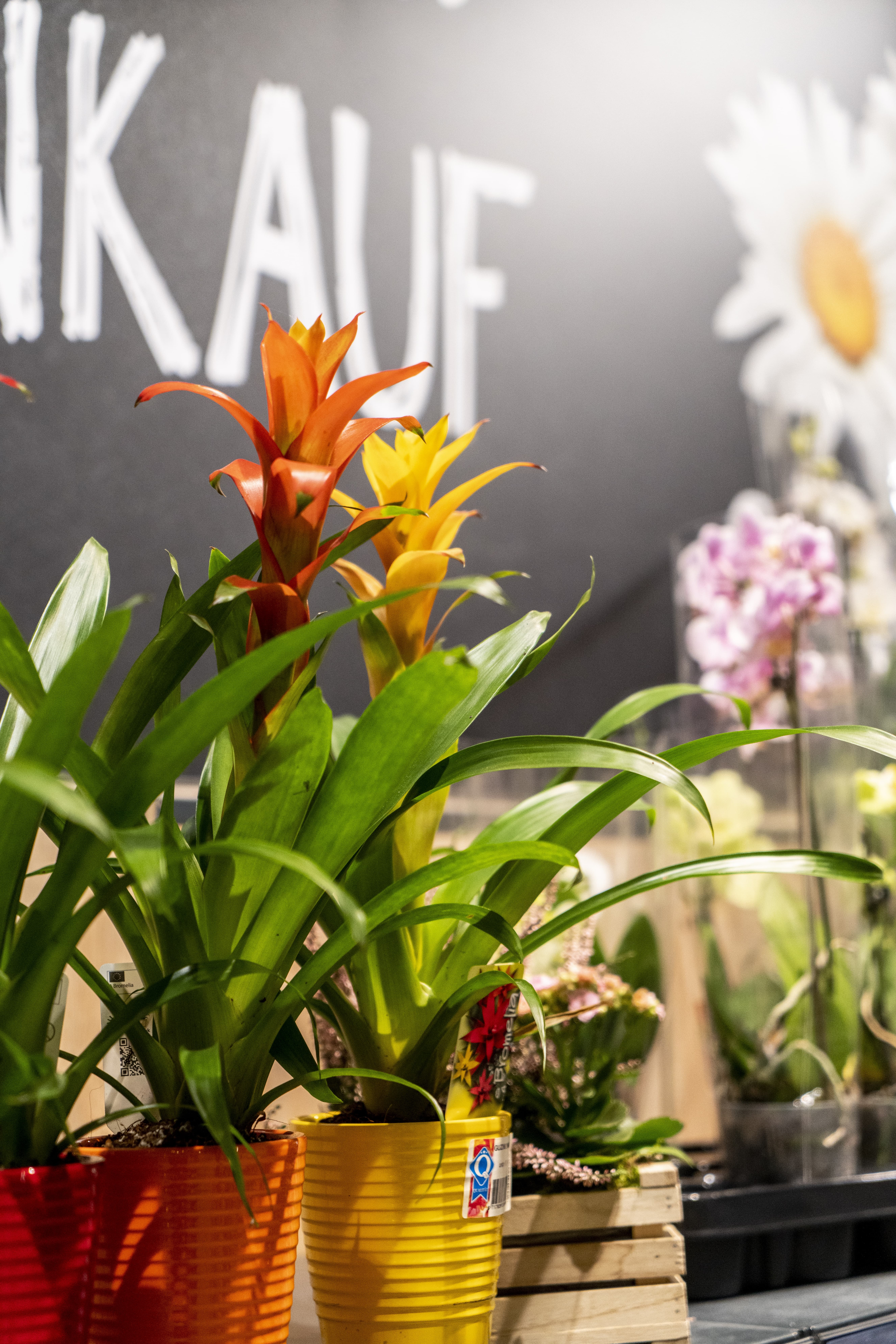 Nahaufnahme von drei exotischen Pflanzen in orangen, gelben und roten Töpfen.