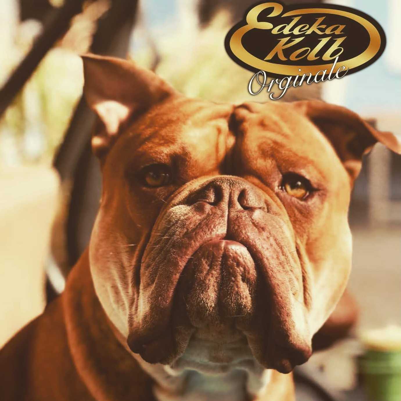 Nahaufnahme eines Hundes. Auf dem Bild ist ein Logo zu sehen auf dem "Edeka Kolb Originale" steht.