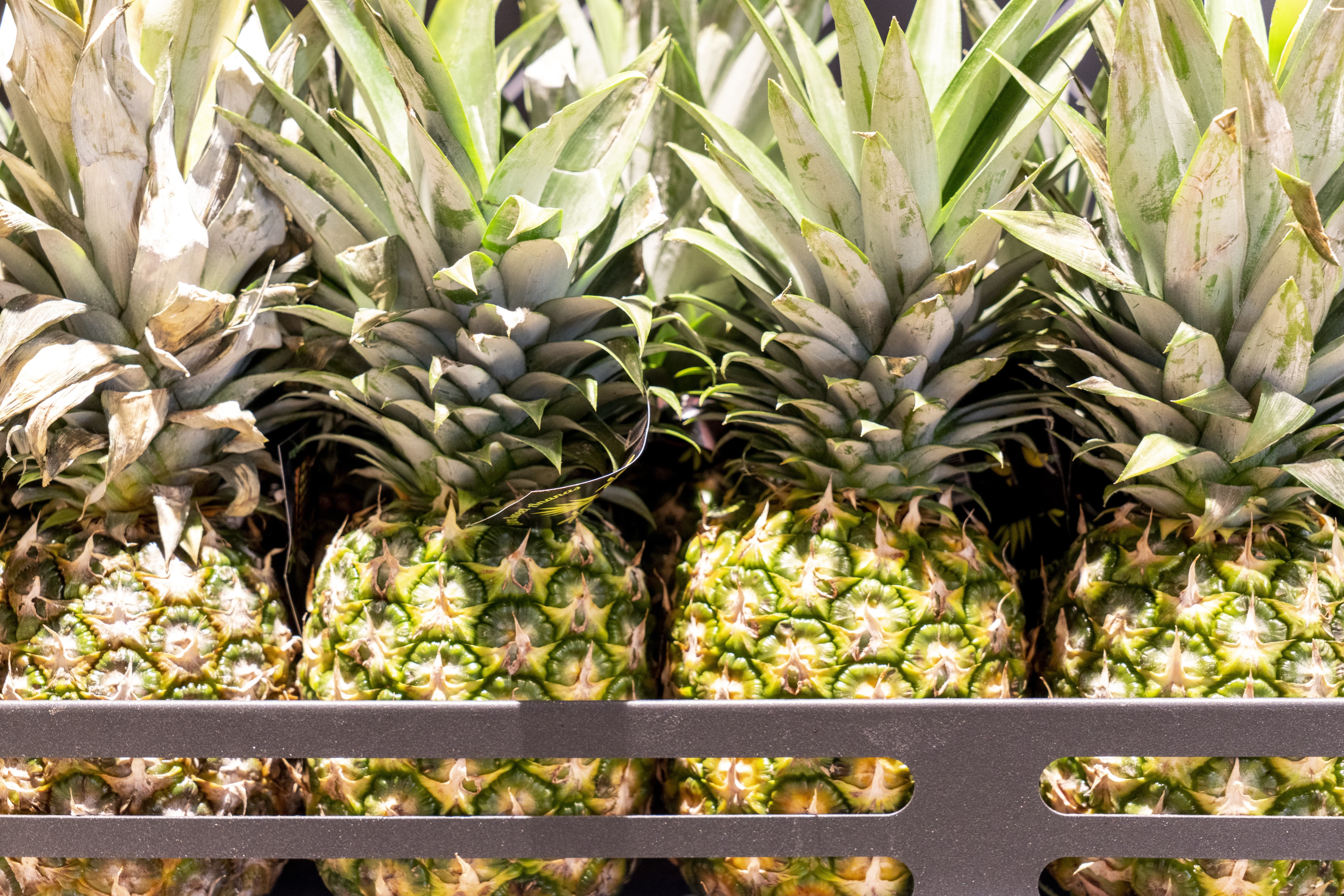 Close-Up von vier Ananas in einem Regal.