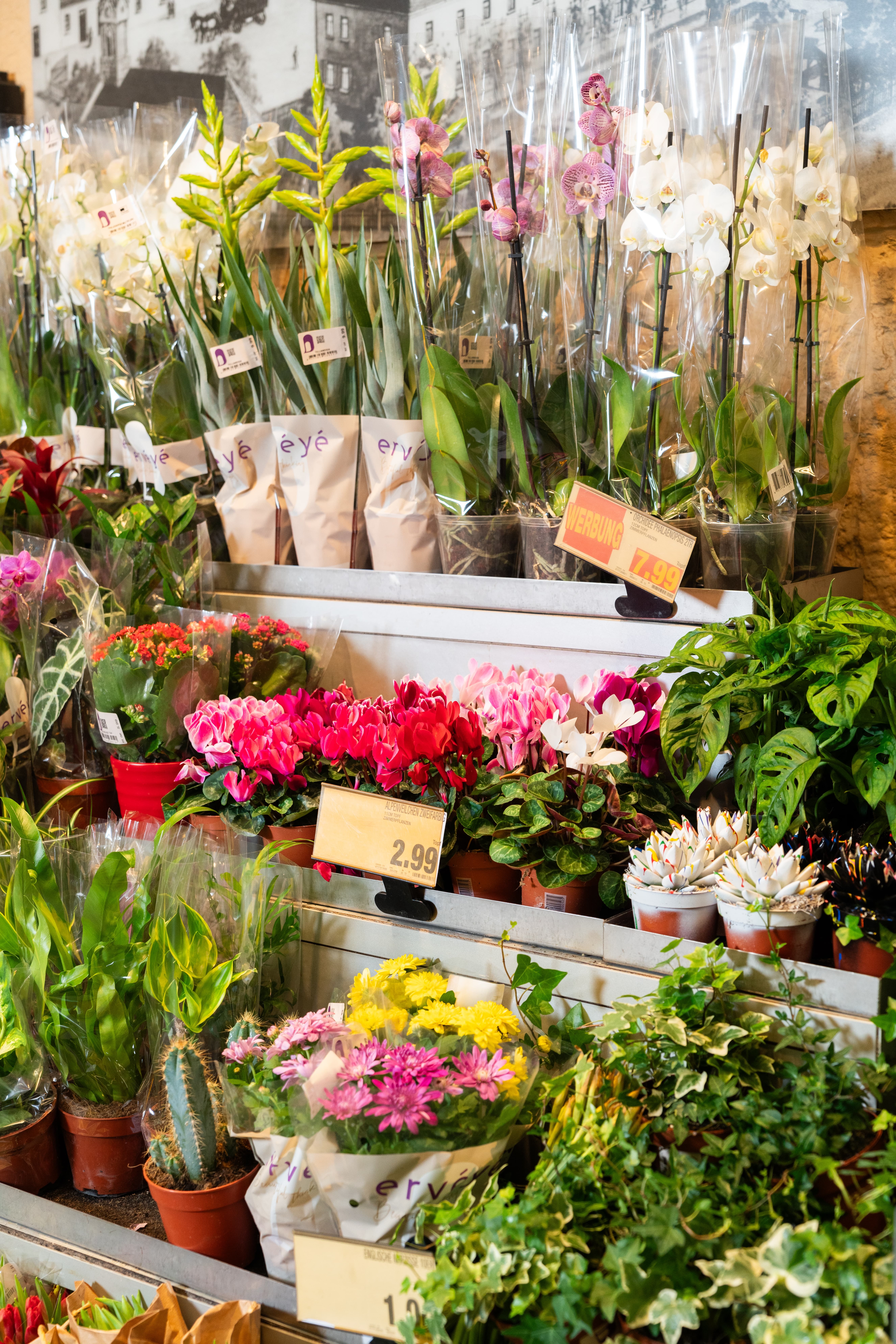 Verschiedene Pflanzen auf einem Podest mit verschiedenen Ebenen.