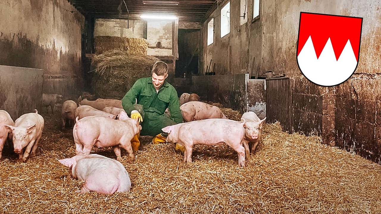 Ein Mann in grüner Arbeitskleidung sitzt in einem Schweinestall. Um ihn herum laufen junge Schweine.