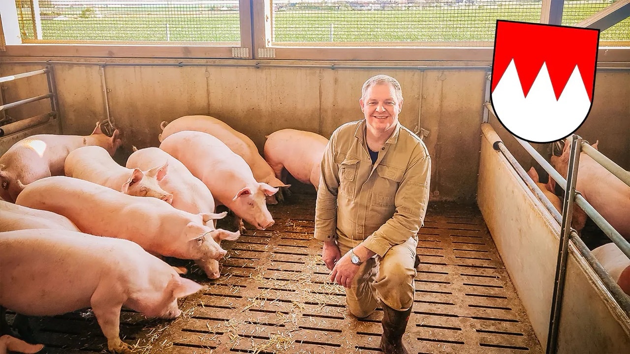 Ein Mann kniet in einem Schweinestall mit ausgewachsenen Schweinen.