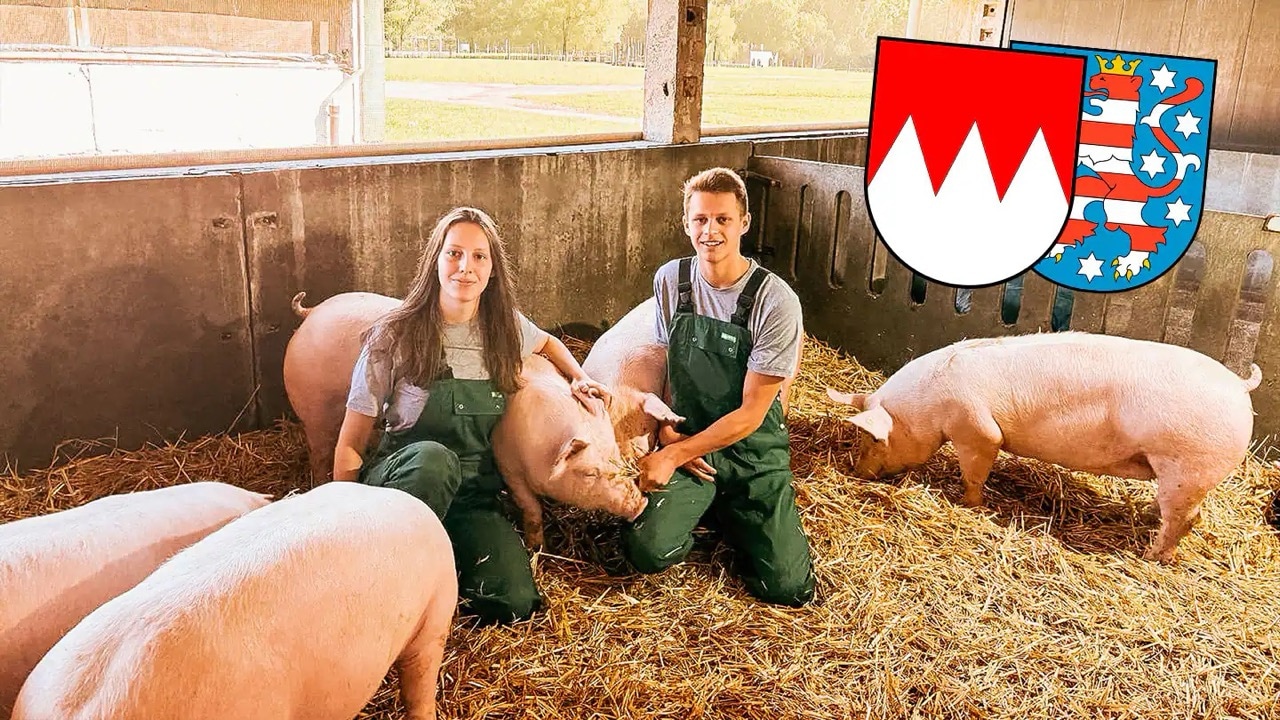 Eine junge Frau und ein junger Mann hocken in einem Schweinestall mit ausgewachsenen S hweinen.