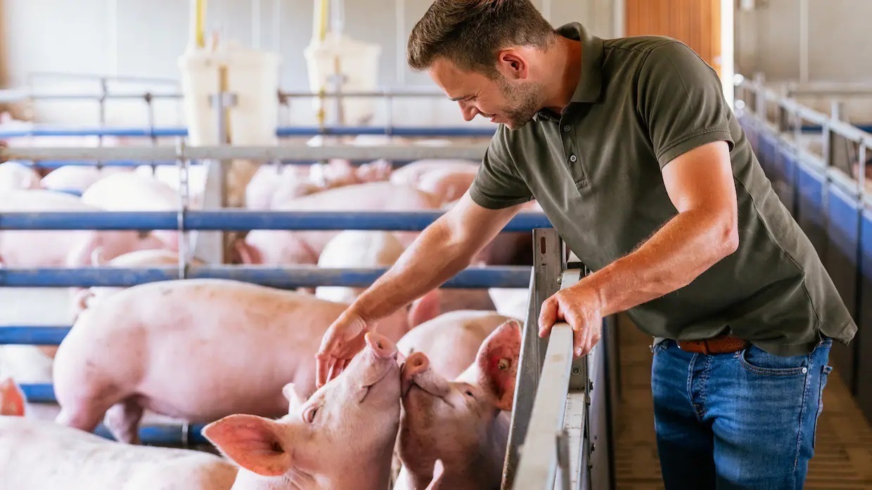 Ein Mann in grünem Poloshirt reicht über ein Gatter und streichelt ein Schwein.