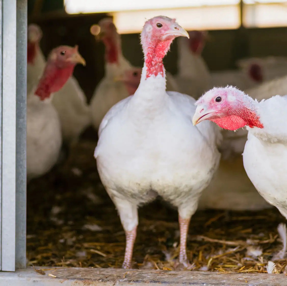 Drei Puten stecken ihre Köpfe aus der offenen Tür ihres Stalles.