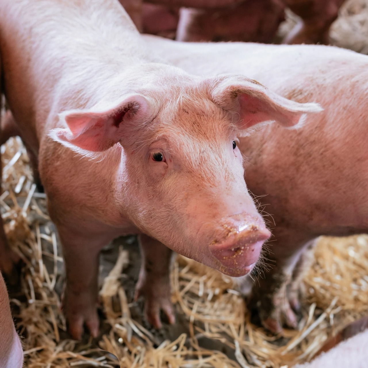 Ein Schwein steht im Stroh und schaut nach oben.
