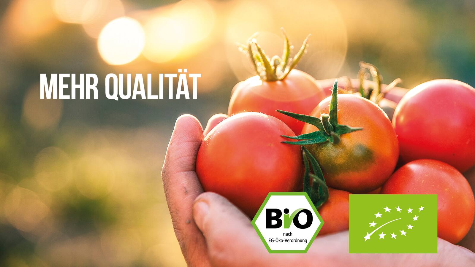Zwei Hände halten mehrere kleine Tomaten. Text: Mehr Qualität.