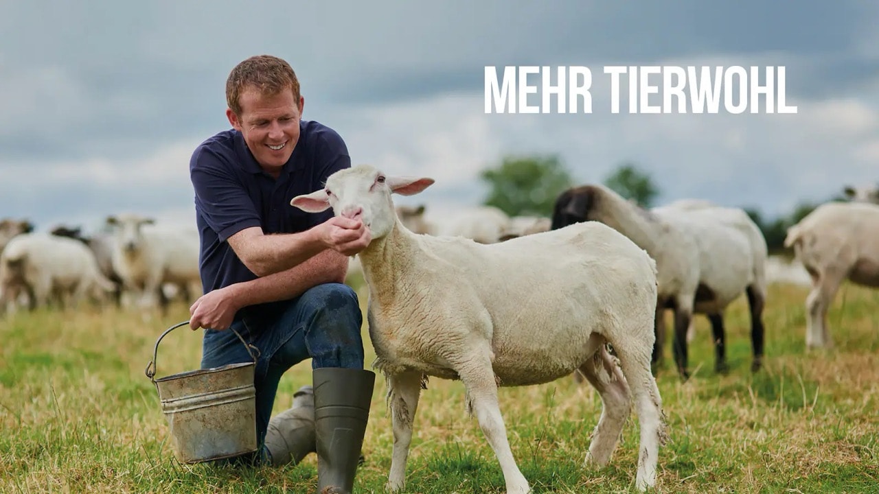 Ein Mann in Gummistiefeln kniet mit einem Bein auf einer Wiese und reicht einem geschorenen Schaf etwas zu essen.