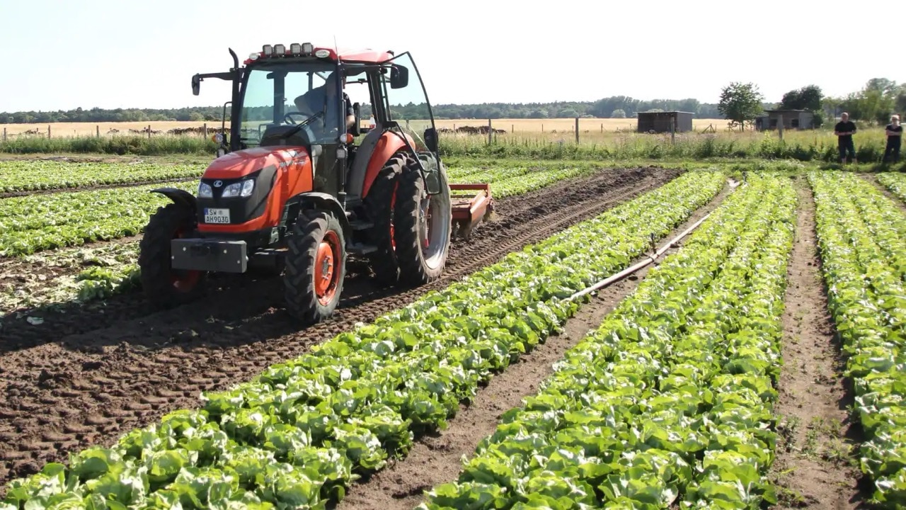 Ein roter Traktor fährt über ein Feld mit Salatpflanzen.