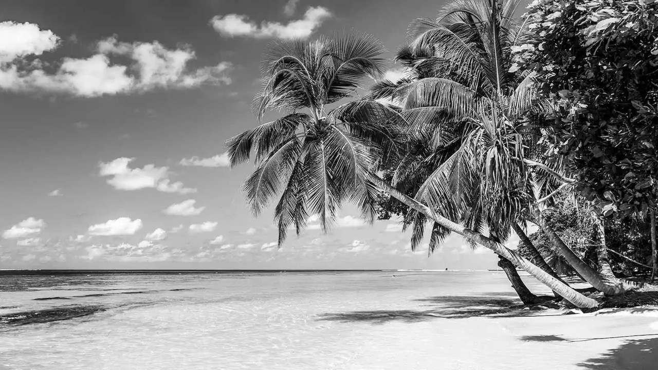 Strandlandschaft mit schief gewachsenen Palmen, die über das Wasser ragen.