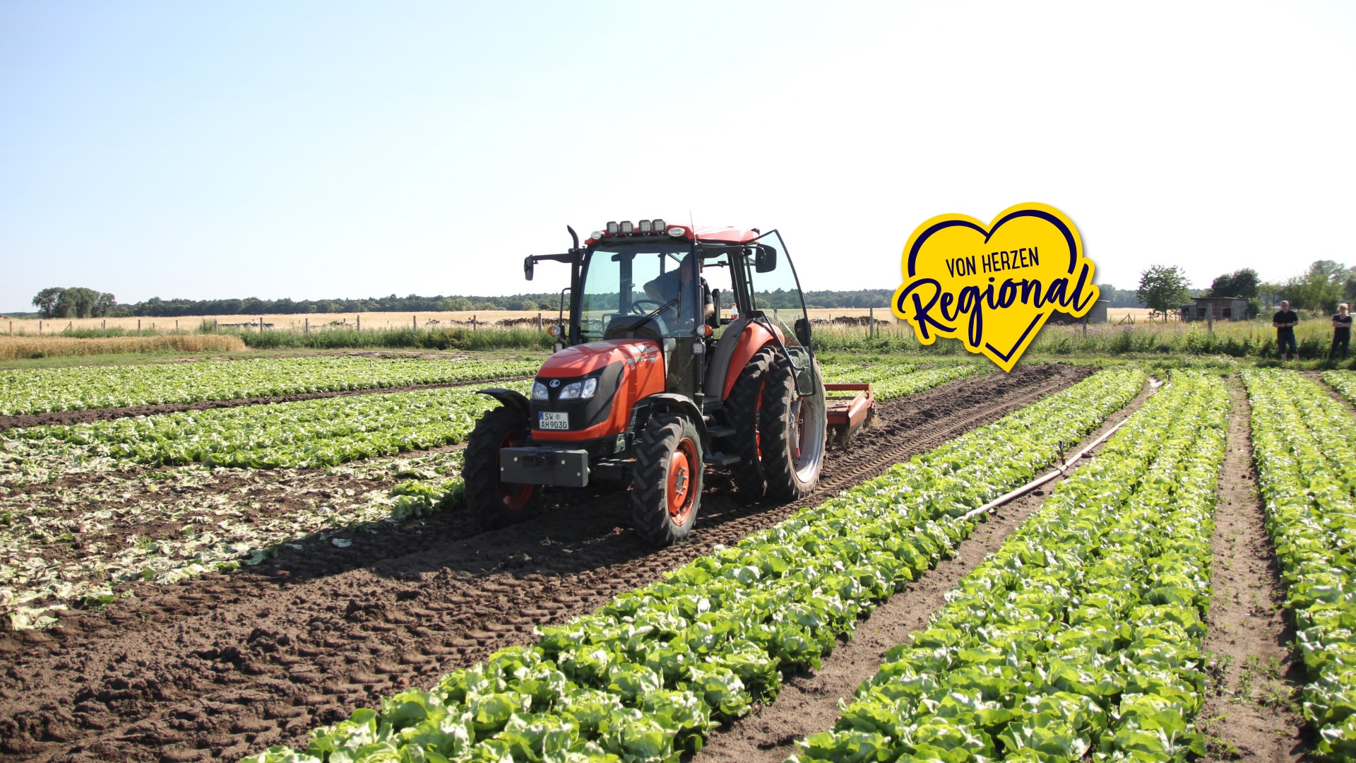 Ein roter Traktor auf einem Feld mit Salatköpfen.