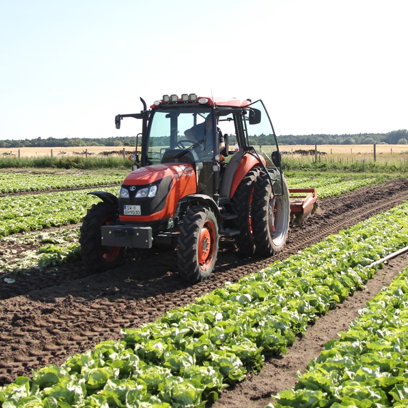 Ein roter Traktor fährt über ein Feld mit Salatpflanzen.